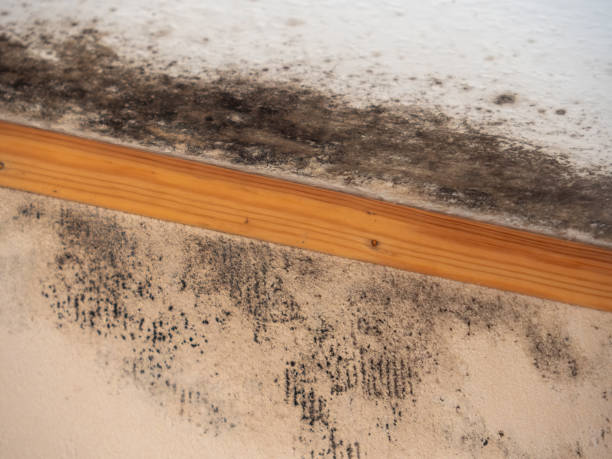 Best Indoor Air Quality Assessment  in Thomaston, NY